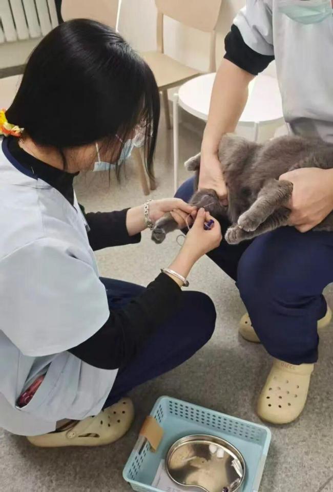 独居青年每月花5000元给猫续命 一场晚年生活的提前彩排