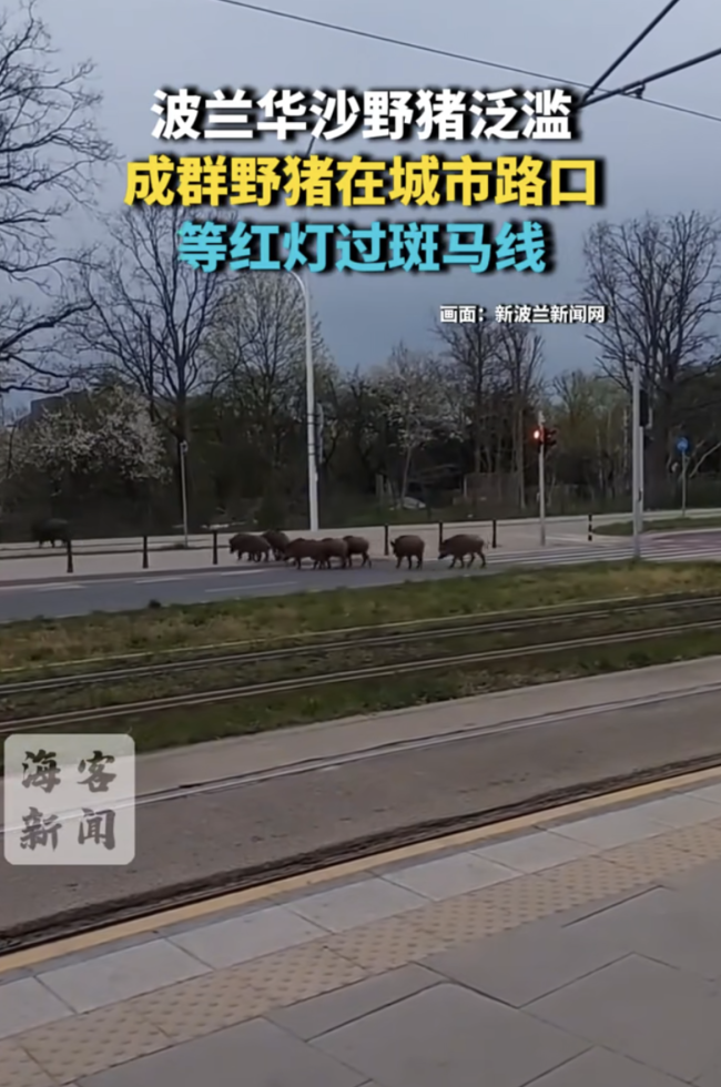 波兰野猪路口等红灯 机器人“爱德华”赶猪成网红