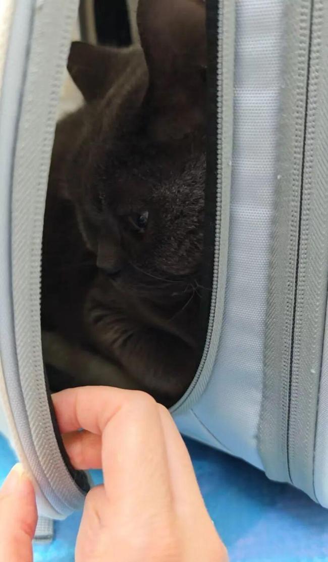独居青年每月花5000元给猫续命 一场晚年生活的提前彩排