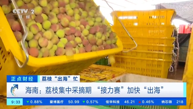 海南自貿港多項便利舉措助力荔枝加速“出海”