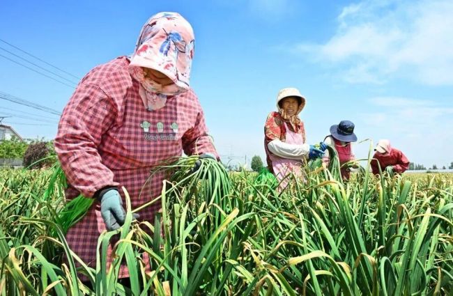 “免费抽蒜薹”走红后蒜薹价格如何