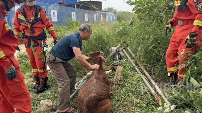 小黄牛向消防站哞哞叫求匡助 为救同伴搬援军