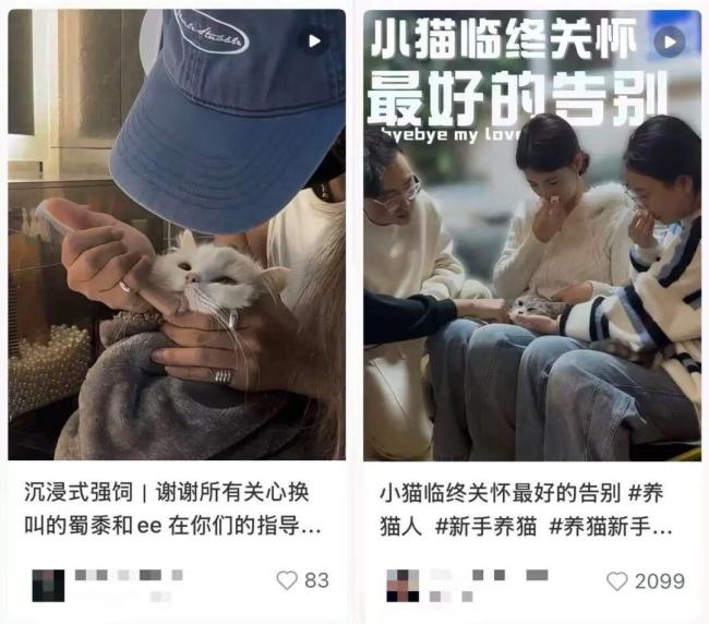 每月花500灵为猫续命，10年北漂重新审视独居生活：孤独与成长的代价