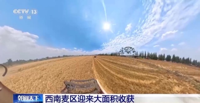 西南麦区迎来大面积收获 “三夏”大忙拉开帷幕