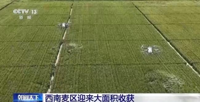 西南麦区迎来大面积收获 增产趋势明显