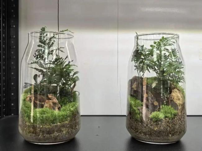 比恐龙还老的植物竟然成了摇钱树 小苔藓的大产业