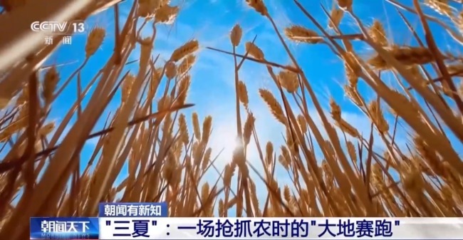 西南麦区迎来大面积收获 “三夏”大忙拉开帷幕