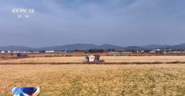 西南麦区迎来大面积收获 “三夏”大忙拉开帷幕