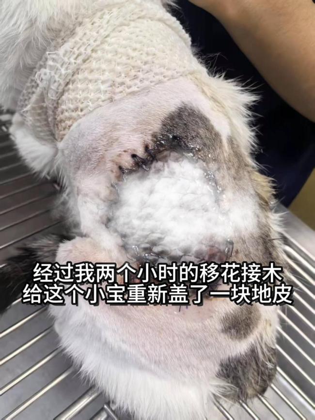 给重伤猫移植鱼皮能救命?兽医揭秘 冷门治愈黑科技