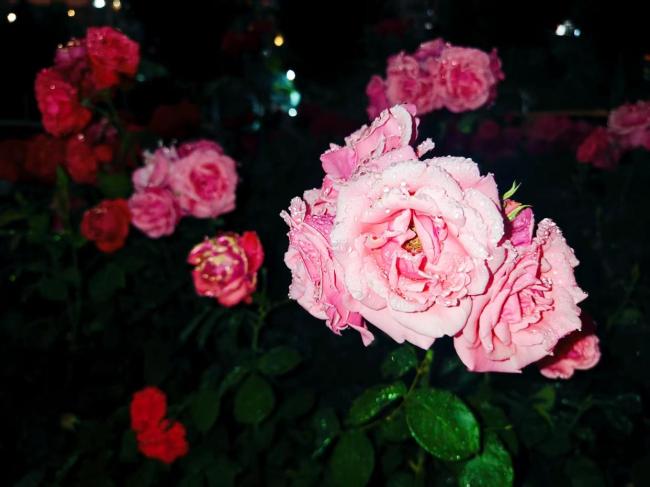 北京：夜雨凝珠落瓣梢，雨中月季分外娇 晚风里的清雅动人