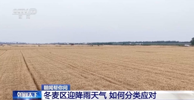 冬麦区迎降雨天气 各地如何分类应对？
