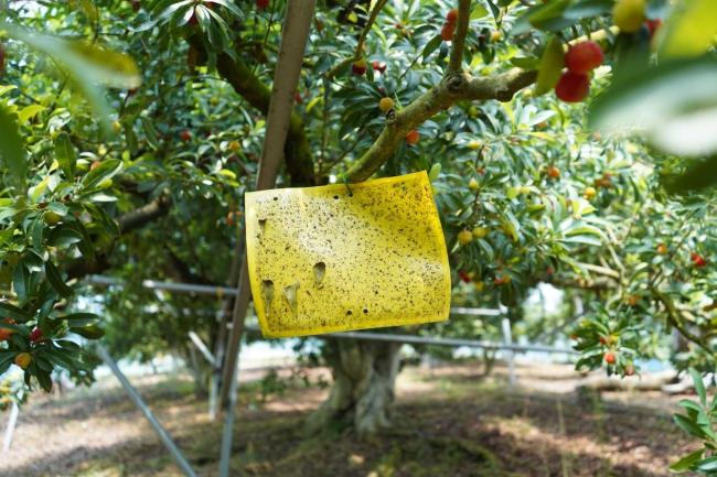 宁波市场上的杨梅安全吗 绿色种植与严格检测确保品质
