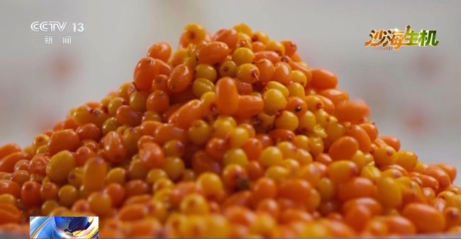 古爾班通古特沙漠綠量持續(xù)擴容