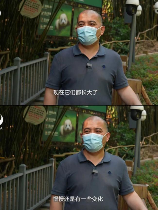 大熊猫“和花”“和叶”正式分居