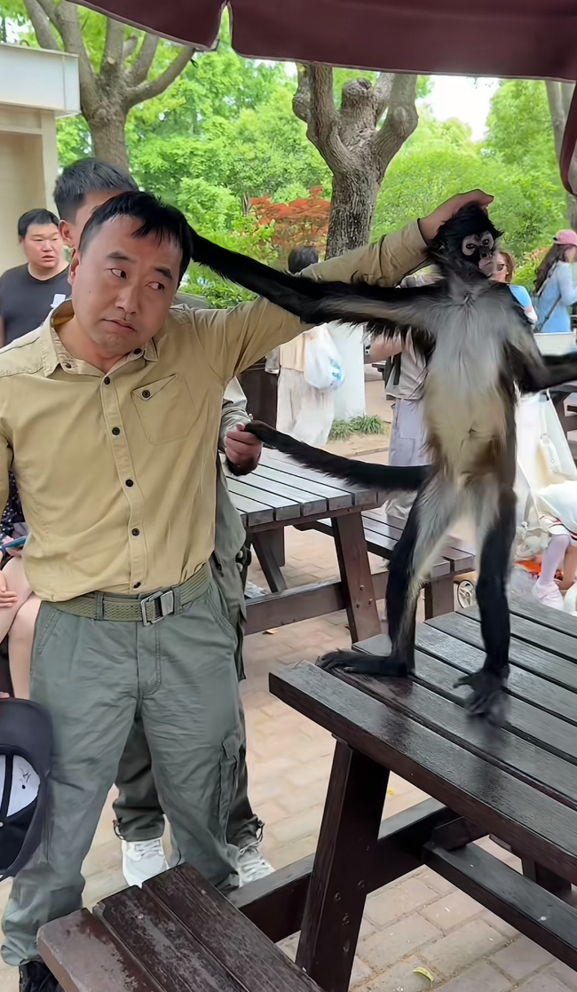 网红蜘蛛猴与饲养员互薅头发走红
