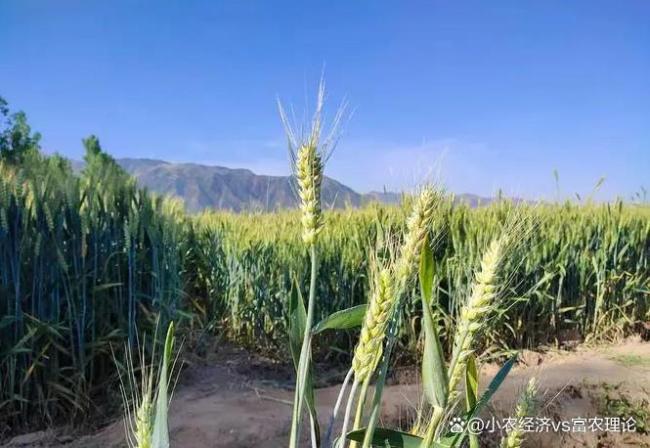 老东谈主说“小满起火，干断田坎”，何意？