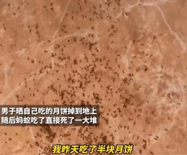 孩子零食肉干掉地上蚂蚁吃完全死了 家长担忧食品安全