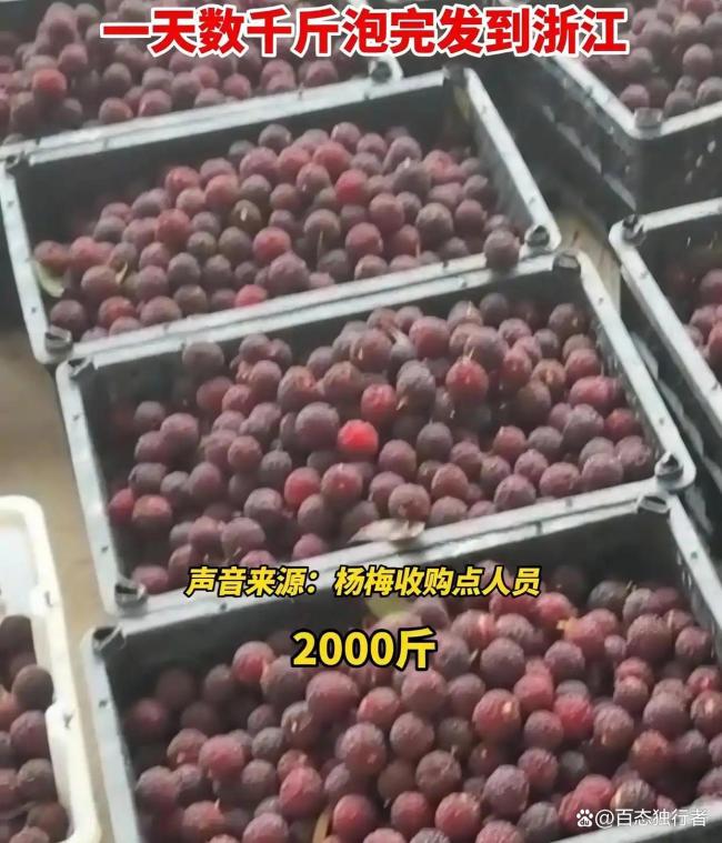 果农称药水杨梅事件致收购量大降 市场信心受挫