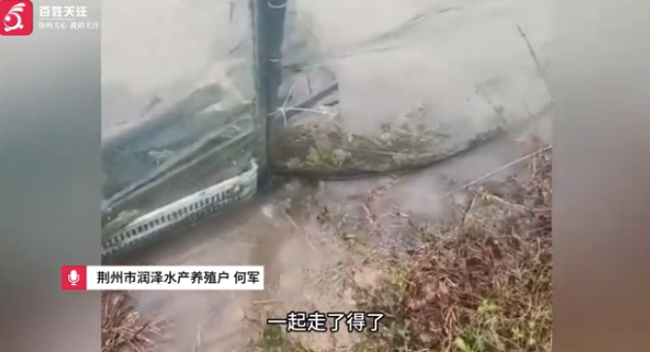 荆州暴雨导致养殖户损失惨重:10年心血一夜归零