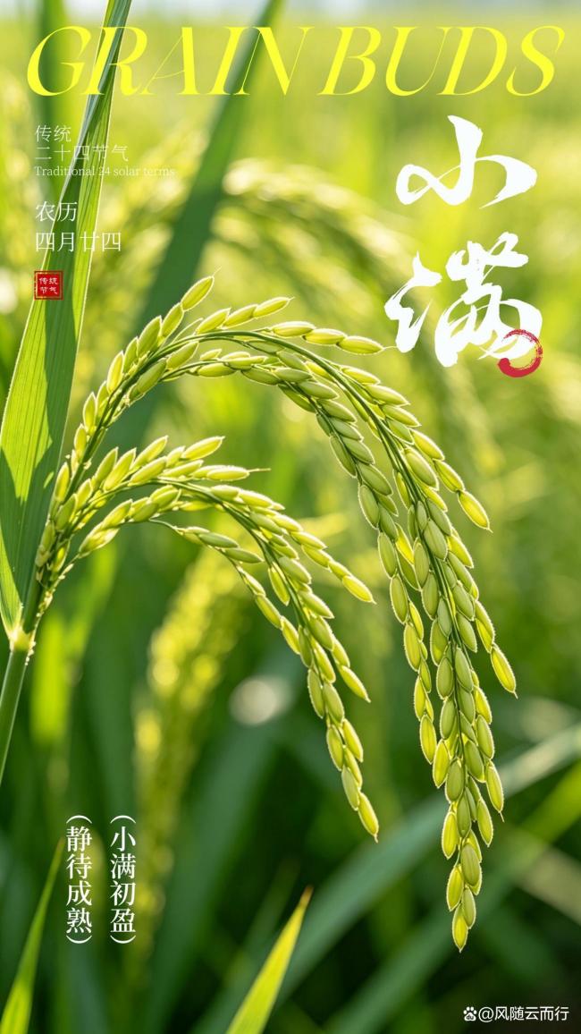 小满节气里的烟火诗意 恰到好处的美好