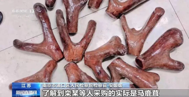 老人不买天价鹿茸被一脚踹翻 骗局背后的暴力强迫交易