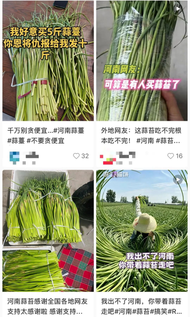 河南人終于送走了“餐桌噩夢”蒜薹 蒜薹創(chuàng)意吃法大比拼