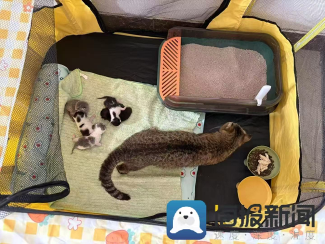 宁波慈溪一男子虐杀流浪猫 残忍行为引众怒