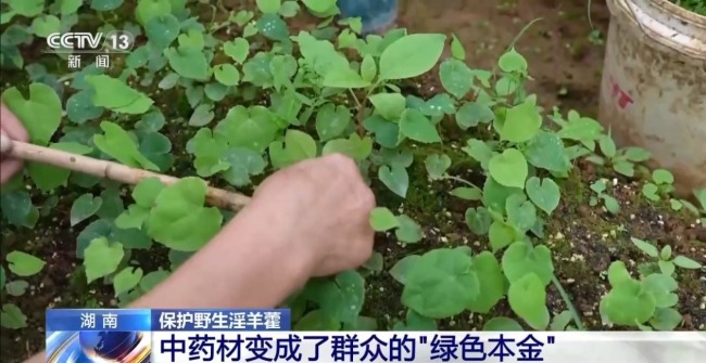 湖南懷化會(huì)同縣淫羊藿數(shù)量五年增長35%