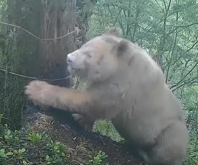 全球唯一白色野生大熊猫影像公开 珍贵资料揭示生态秘密