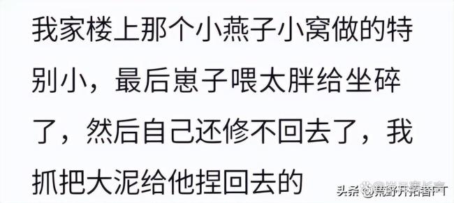 燕子在淋浴喷头上搭窝 房东：先住着 吉祥之兆引发热议