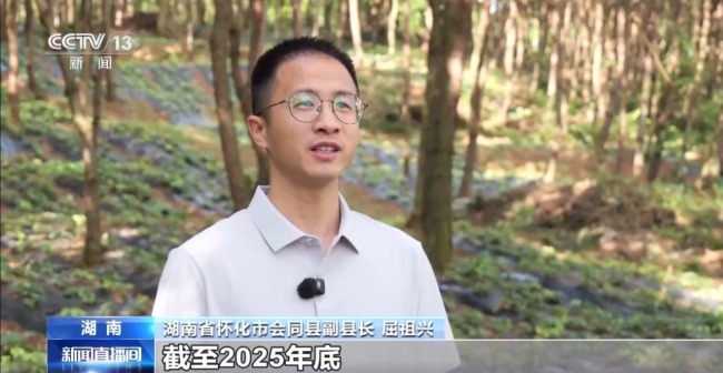 湖南懷化會(huì)同縣淫羊藿數(shù)量五年增長(zhǎng)35%