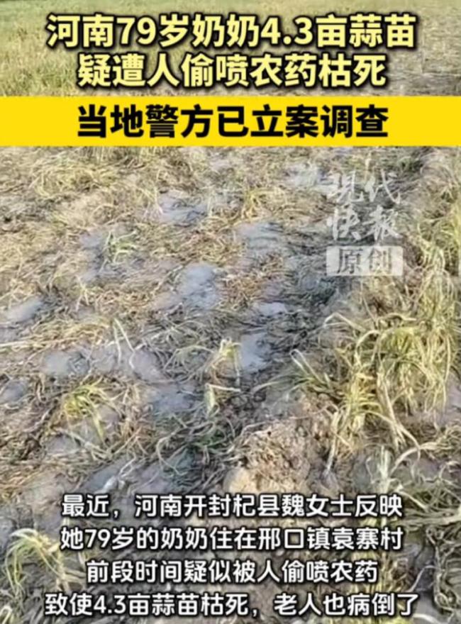4.3亩蒜苗地被偷喷农药后枯死