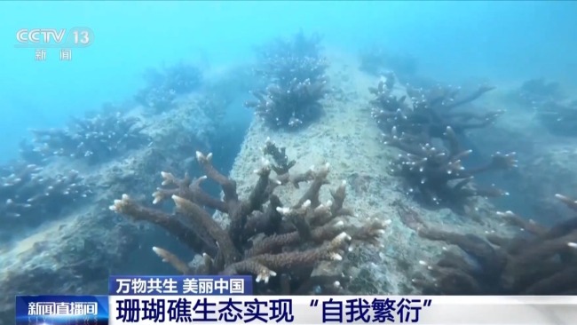 從渤海灣到潿洲島 我國海洋生態(tài)修復(fù)持續(xù)推進(jìn)