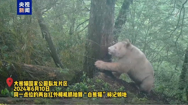 野生白色大熊貓?jiān)俣取俺鲧R” 時(shí)隔數(shù)年?duì)顟B(tài)良好