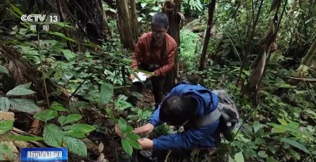 80%国家重点保护野生植物得到有效保护 怎么做到的