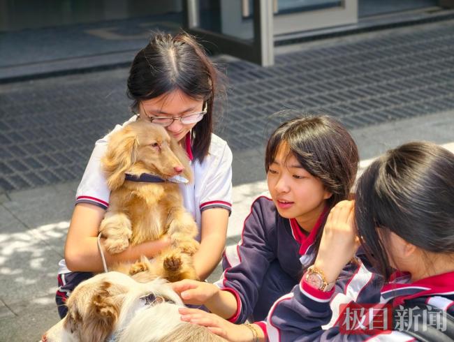 武汉一高中请来6只疗愈犬陪学生解压 毛茸茸的心灵慰藉