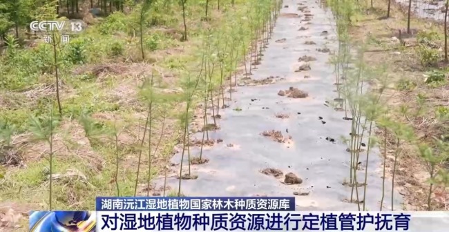 80%國家重點(diǎn)保護(hù)野生植物得到有效保護(hù) 怎么做到的