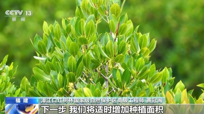 從渤海灣到潿洲島 我國(guó)海洋生態(tài)修復(fù)持續(xù)推進(jìn)