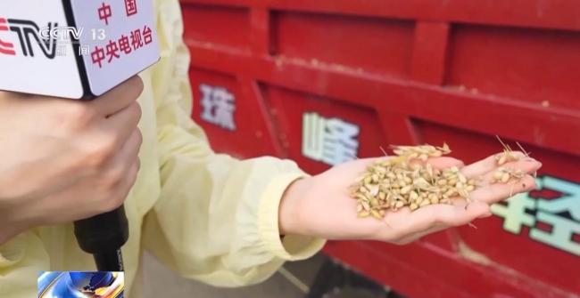 直擊湖北黃龍鎮(zhèn)小麥搶收48小時(shí) 爭分奪秒保豐收