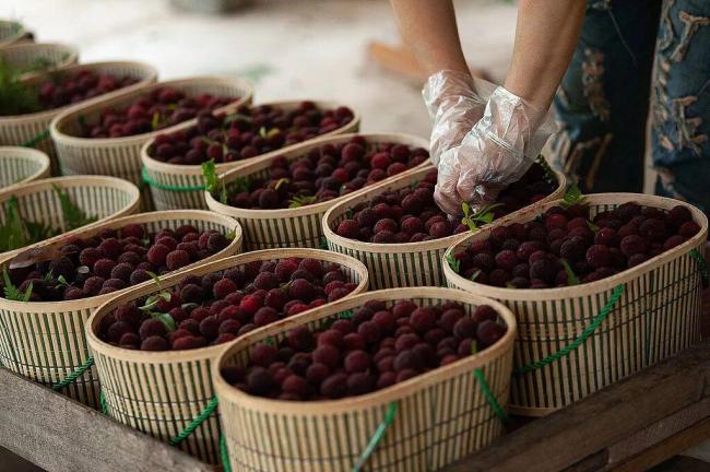 果农抛售 杨梅收购价从30块跌到8毛 信任危机重创产业