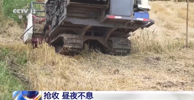 晝夜不息 直擊黃龍鎮(zhèn)小麥搶收48小時