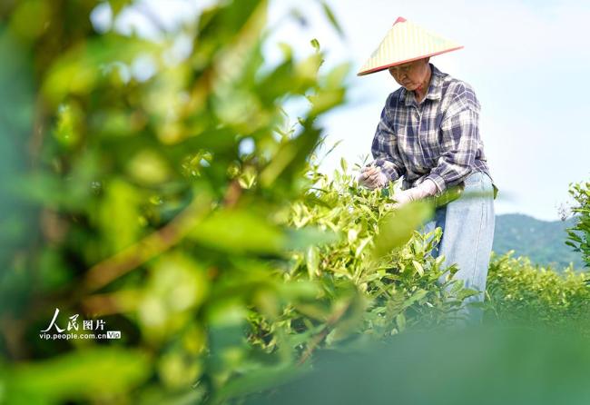 安徽铜陵:初夏采茶