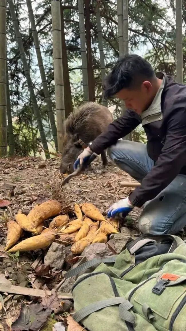 野猪会找笋每年创收12万 行走的挖笋雷达