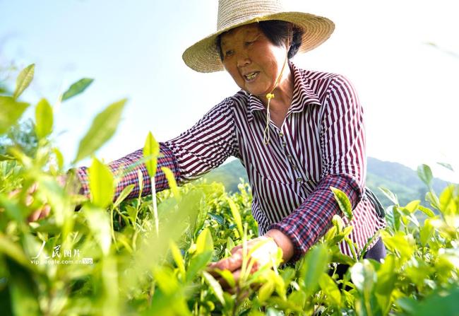 安徽銅陵：初夏采茶