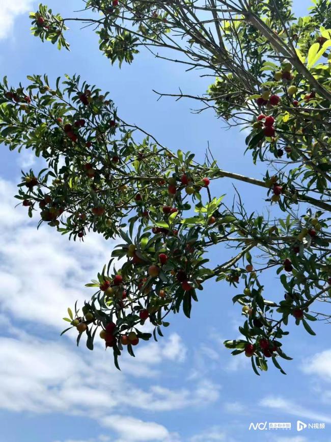 杨梅种植户称不会搞砸自己饭碗