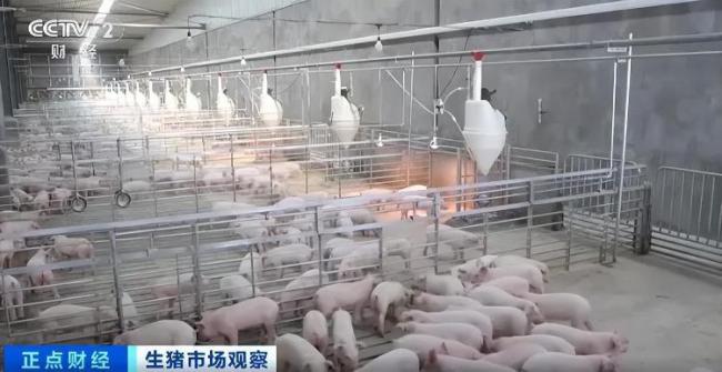 生猪价跌至10年低位 官方调减产能 持续磨底震荡