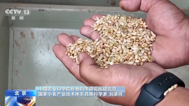 小麦收获遇到降雨怎么办 抢收抢烘成关键