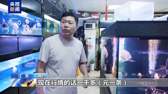 央視起底“魔鬼魚養(yǎng)殖騙局” 高回報(bào)背后的詐騙陷阱