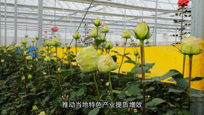 深耕特色富民產(chǎn)業(yè) 激活鄉(xiāng)村振興發(fā)展新動能