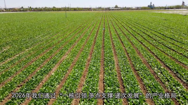 深耕特色富民產業(yè) 激活鄉(xiāng)村振興發(fā)展新動能